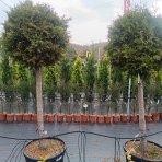 Tuja západná (Thuja occidentalis) ´BRABANT´ - výška 200-220 cm, kont. C90L - NA KMIENKU